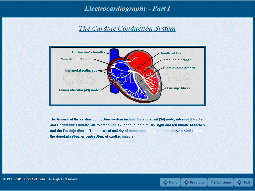Electrocardiography Part I: Cardiac Electrophysiology & The Electrocardiogram The Cardiac Conduction System